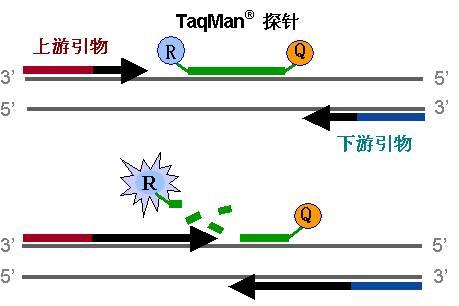 屈曲成圆日月形五体投地皆有凭举首翘项伸长什么生肖，全面释义、定量解答解释落实